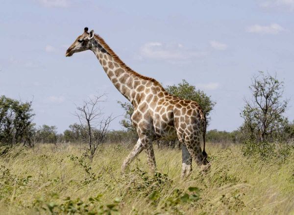 Namibia, Etosha NP Giraffe walking through grass